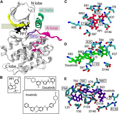 Practical Protocols for Efficient Sampling of Kinase-Inhibitor Binding Pathways Using Two-Dimensional Replica-Exchange Molecular Dynamics